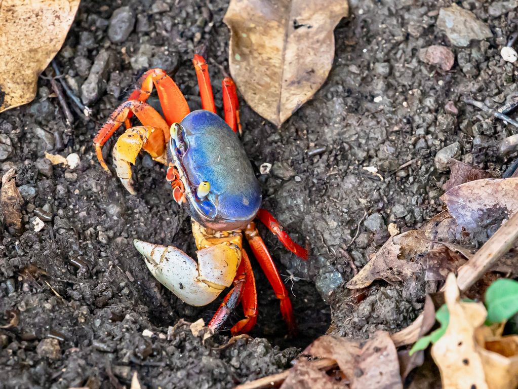 Krabbetje Costa Rica